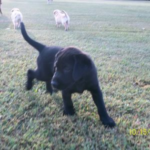 Meet your Posher, Bertie